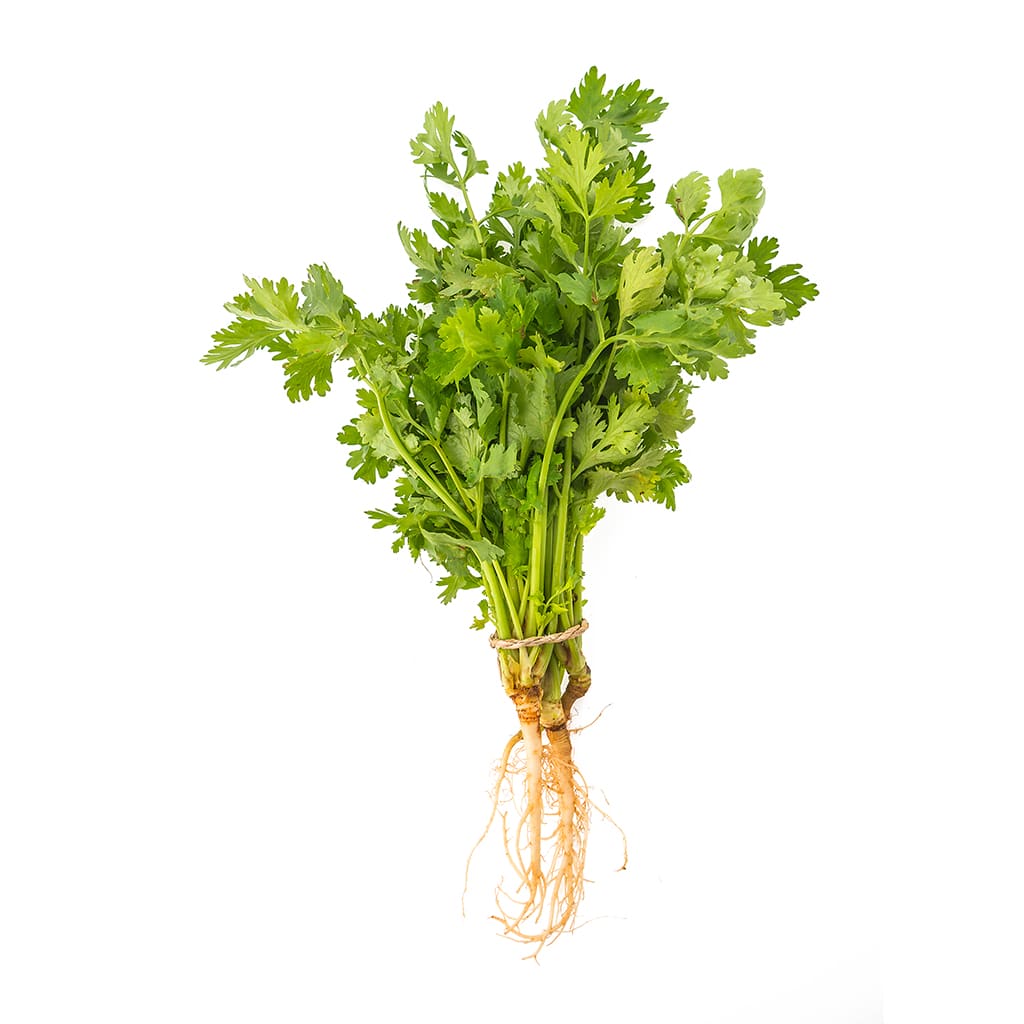 CILANTRO ATADO