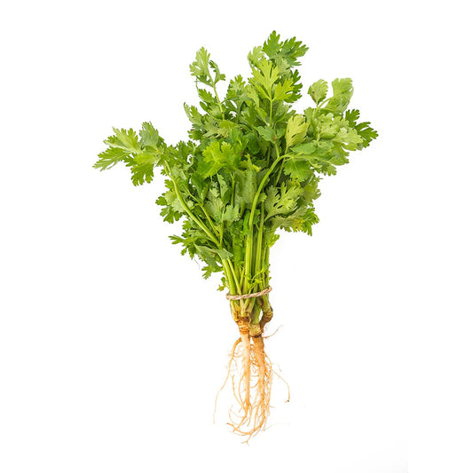 CILANTRO ATADO